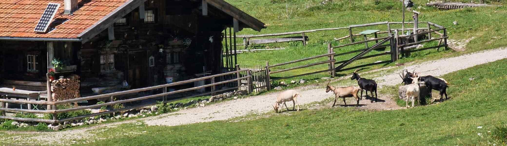 © (DAV Gangkofen) Pause mit Blick auf eine der Arzmoosalmen