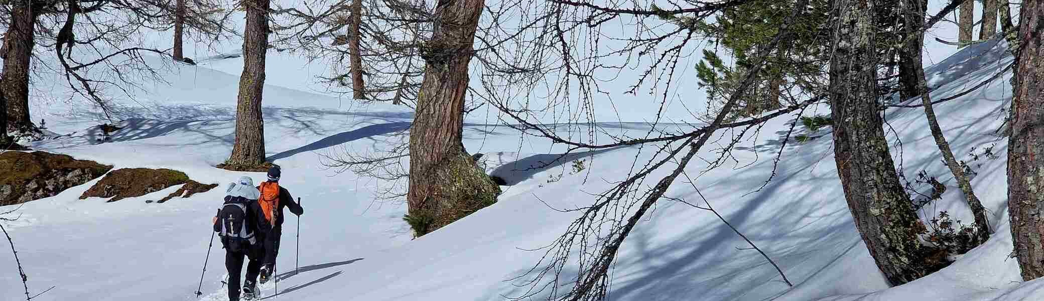 © (Martin Götz) Die letzten Meter durch lichten Wald mit Blick auf die Hütte